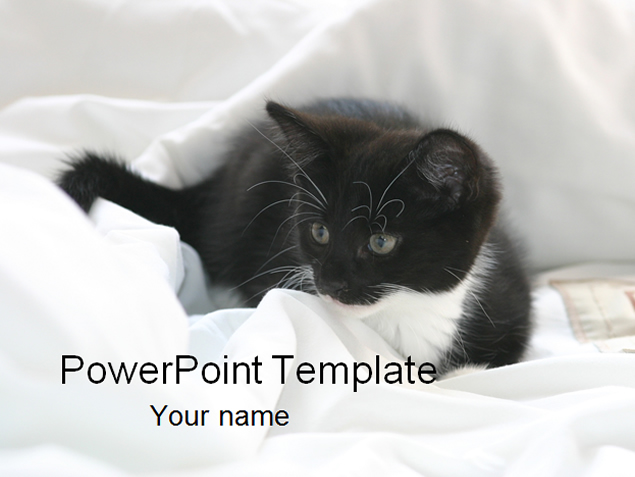 可爱猫咪PowerPoint幻灯片模板