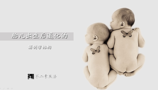胎儿出生后退化的解剖学结构——个人作业课堂演示简易PowerPoint幻灯片模板